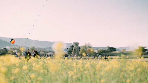 站在粉紅與黄色花海之間 韓國櫻花、油菜花一次過開！